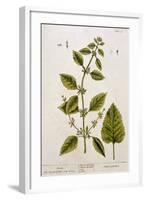 Balm, Plate 27 from A Curious Herbal, Published 1782-Elizabeth Blackwell-Framed Giclee Print