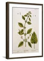 Balm, Plate 27 from A Curious Herbal, Published 1782-Elizabeth Blackwell-Framed Giclee Print