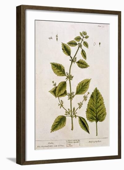 Balm, Plate 27 from A Curious Herbal, Published 1782-Elizabeth Blackwell-Framed Giclee Print