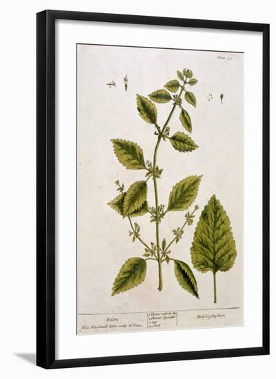 Balm, Plate 27 from A Curious Herbal, Published 1782-Elizabeth Blackwell-Framed Giclee Print