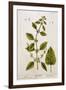 Balm, Plate 27 from A Curious Herbal, Published 1782-Elizabeth Blackwell-Framed Giclee Print