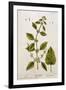 Balm, Plate 27 from A Curious Herbal, Published 1782-Elizabeth Blackwell-Framed Giclee Print