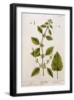 Balm, Plate 27 from A Curious Herbal, Published 1782-Elizabeth Blackwell-Framed Giclee Print