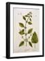 Balm, Plate 27 from A Curious Herbal, Published 1782-Elizabeth Blackwell-Framed Giclee Print