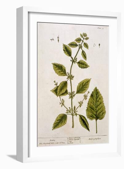 Balm, Plate 27 from A Curious Herbal, Published 1782-Elizabeth Blackwell-Framed Giclee Print