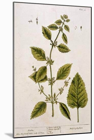 Balm, Plate 27 from A Curious Herbal, Published 1782-Elizabeth Blackwell-Mounted Giclee Print