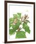 Balsa Tree-Marion Sheehan-Framed Limited Edition