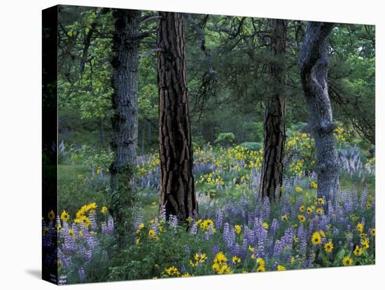 Balsam Root and Lupine Among Pacific Ponderosa Pine, Rowena, Oregon, USA-Jamie & Judy Wild-Stretched Canvas