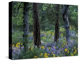 Balsam Root and Lupine Among Pacific Ponderosa Pine, Rowena, Oregon, USA-Jamie & Judy Wild-Stretched Canvas