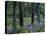 Balsam Root and Lupine Among Pacific Ponderosa Pine, Rowena, Oregon, USA-Jamie & Judy Wild-Stretched Canvas