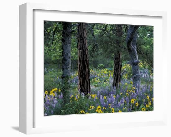 Balsam Root and Lupine Among Pacific Ponderosa Pine, Rowena, Oregon, USA-Jamie & Judy Wild-Framed Premium Photographic Print