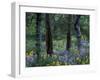 Balsam Root and Lupine Among Pacific Ponderosa Pine, Rowena, Oregon, USA-Jamie & Judy Wild-Framed Premium Photographic Print