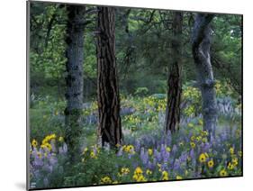 Balsam Root and Lupine Among Pacific Ponderosa Pine, Rowena, Oregon, USA-Jamie & Judy Wild-Mounted Premium Photographic Print