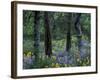 Balsam Root and Lupine Among Pacific Ponderosa Pine, Rowena, Oregon, USA-Jamie & Judy Wild-Framed Photographic Print