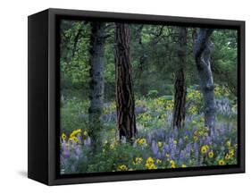 Balsam Root and Lupine Among Pacific Ponderosa Pine, Rowena, Oregon, USA-Jamie & Judy Wild-Framed Stretched Canvas