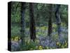 Balsam Root and Lupine Among Pacific Ponderosa Pine, Rowena, Oregon, USA-Jamie & Judy Wild-Stretched Canvas