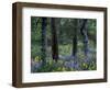 Balsam Root and Lupine Among Pacific Ponderosa Pine, Rowena, Oregon, USA-Jamie & Judy Wild-Framed Photographic Print