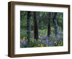 Balsam Root and Lupine Among Pacific Ponderosa Pine, Rowena, Oregon, USA-Jamie & Judy Wild-Framed Photographic Print