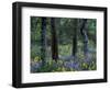 Balsam Root and Lupine Among Pacific Ponderosa Pine, Rowena, Oregon, USA-Jamie & Judy Wild-Framed Photographic Print