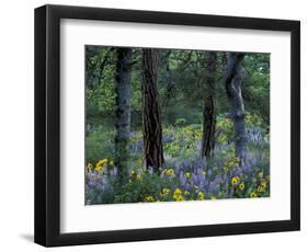 Balsam Root and Lupine Among Pacific Ponderosa Pine, Rowena, Oregon, USA-Jamie & Judy Wild-Framed Photographic Print