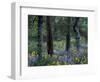 Balsam Root and Lupine Among Pacific Ponderosa Pine, Rowena, Oregon, USA-Jamie & Judy Wild-Framed Photographic Print