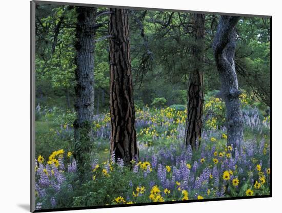 Balsam Root and Lupine Among Pacific Ponderosa Pine, Rowena, Oregon, USA-Jamie & Judy Wild-Mounted Photographic Print