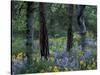 Balsam Root and Lupine Among Pacific Ponderosa Pine, Rowena, Oregon, USA-Jamie & Judy Wild-Stretched Canvas