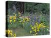 Balsam Root and Lupines Among Oregon White Oak and Pacific Ponderosa Pine, Rowena, Oregon, USA-null-Stretched Canvas