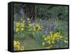 Balsam Root and Lupines Among Oregon White Oak and Pacific Ponderosa Pine, Rowena, Oregon, USA-null-Framed Stretched Canvas