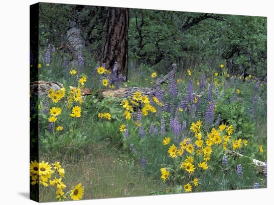 Balsam Root and Lupines Among Oregon White Oak and Pacific Ponderosa Pine, Rowena, Oregon, USA-null-Stretched Canvas