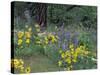 Balsam Root and Lupines Among Oregon White Oak and Pacific Ponderosa Pine, Rowena, Oregon, USA-null-Stretched Canvas