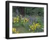 Balsam Root and Lupines Among Oregon White Oak and Pacific Ponderosa Pine, Rowena, Oregon, USA-null-Framed Photographic Print