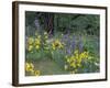 Balsam Root and Lupines Among Oregon White Oak and Pacific Ponderosa Pine, Rowena, Oregon, USA-null-Framed Photographic Print