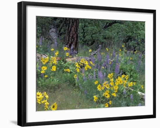 Balsam Root and Lupines Among Oregon White Oak and Pacific Ponderosa Pine, Rowena, Oregon, USA-null-Framed Photographic Print