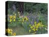 Balsam Root and Lupines Among Oregon White Oak and Pacific Ponderosa Pine, Rowena, Oregon, USA-null-Stretched Canvas