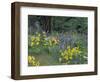 Balsam Root and Lupines Among Oregon White Oak and Pacific Ponderosa Pine, Rowena, Oregon, USA-null-Framed Photographic Print