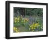 Balsam Root and Lupines Among Oregon White Oak and Pacific Ponderosa Pine, Rowena, Oregon, USA-null-Framed Photographic Print