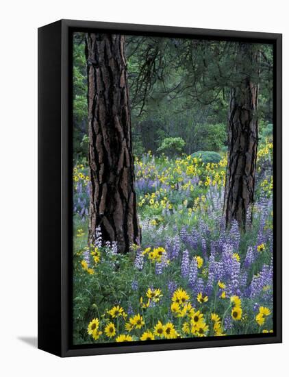 Balsam Root and Lupines Among Pacific Ponderosa Pine, Rowena, Oregon, USA-Jamie & Judy Wild-Framed Stretched Canvas