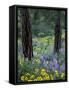 Balsam Root and Lupines Among Pacific Ponderosa Pine, Rowena, Oregon, USA-Jamie & Judy Wild-Framed Stretched Canvas