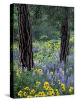 Balsam Root and Lupines Among Pacific Ponderosa Pine, Rowena, Oregon, USA-Jamie & Judy Wild-Stretched Canvas