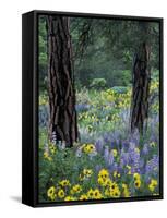 Balsam Root and Lupines Among Pacific Ponderosa Pine, Rowena, Oregon, USA-Jamie & Judy Wild-Framed Stretched Canvas