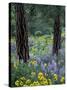 Balsam Root and Lupines Among Pacific Ponderosa Pine, Rowena, Oregon, USA-Jamie & Judy Wild-Stretched Canvas