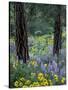 Balsam Root and Lupines Among Pacific Ponderosa Pine, Rowena, Oregon, USA-Jamie & Judy Wild-Stretched Canvas