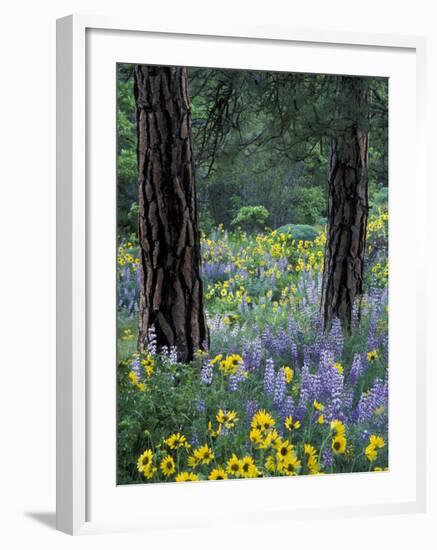 Balsam Root and Lupines Among Pacific Ponderosa Pine, Rowena, Oregon, USA-Jamie & Judy Wild-Framed Premium Photographic Print