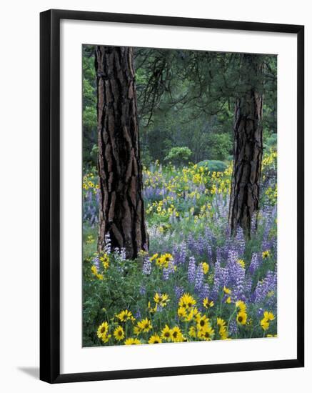 Balsam Root and Lupines Among Pacific Ponderosa Pine, Rowena, Oregon, USA-Jamie & Judy Wild-Framed Premium Photographic Print