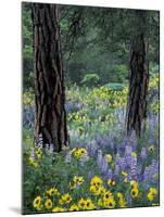 Balsam Root and Lupines Among Pacific Ponderosa Pine, Rowena, Oregon, USA-Jamie & Judy Wild-Mounted Premium Photographic Print