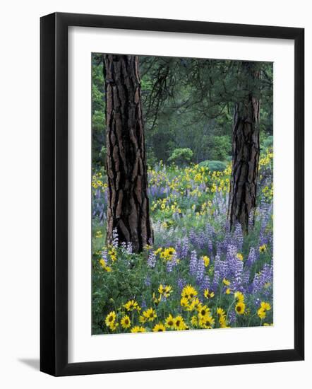 Balsam Root and Lupines Among Pacific Ponderosa Pine, Rowena, Oregon, USA-Jamie & Judy Wild-Framed Photographic Print