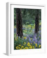 Balsam Root and Lupines Among Pacific Ponderosa Pine, Rowena, Oregon, USA-Jamie & Judy Wild-Framed Photographic Print