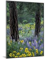 Balsam Root and Lupines Among Pacific Ponderosa Pine, Rowena, Oregon, USA-Jamie & Judy Wild-Mounted Photographic Print