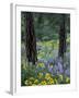 Balsam Root and Lupines Among Pacific Ponderosa Pine, Rowena, Oregon, USA-Jamie & Judy Wild-Framed Photographic Print